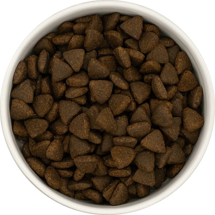 szkocki-Losos-pies-dorosly-01.png.webp